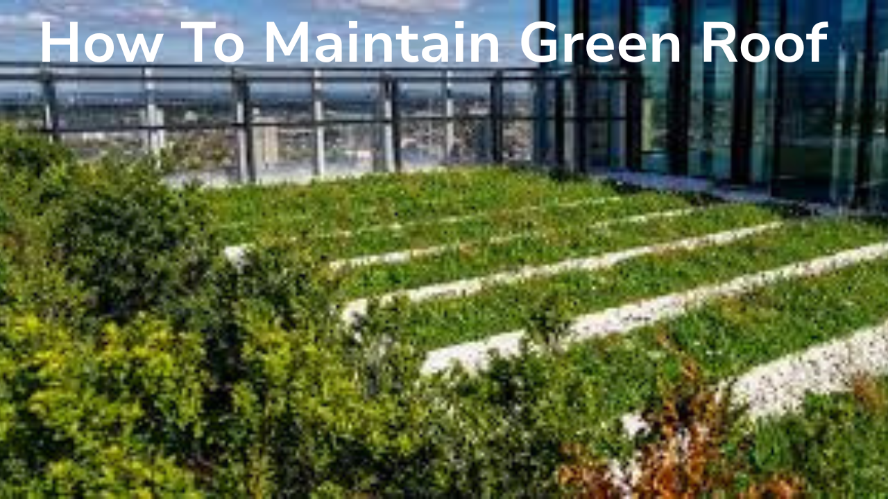 How To Maintain a Green Roof